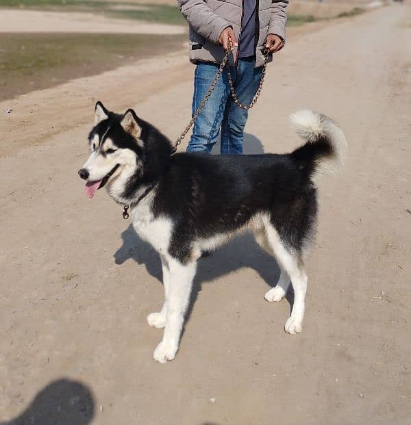 Siberian husky puppies available 0