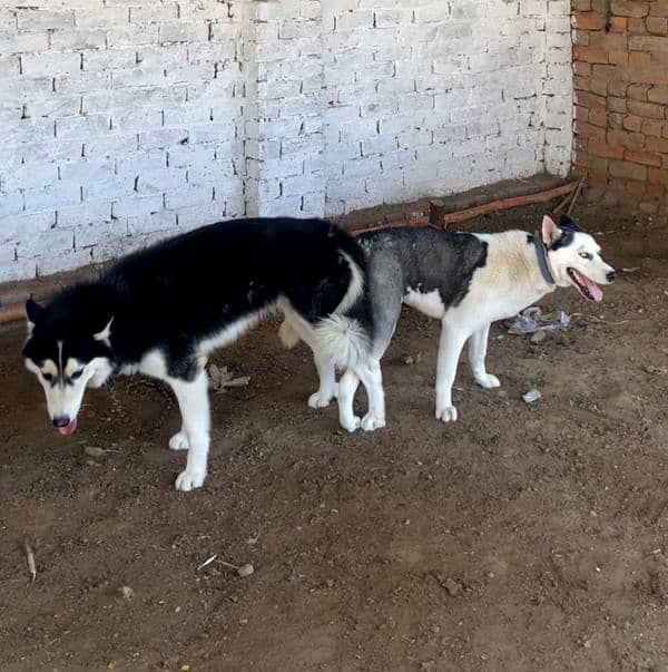 Siberian husky puppies available 1