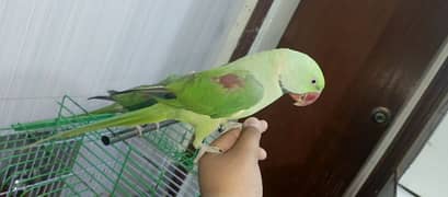 Alexandrian raw parrot pair