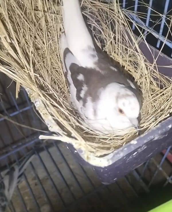 Hand tame Cocktail,Pied dove, Exhibition finch breeder pair 3