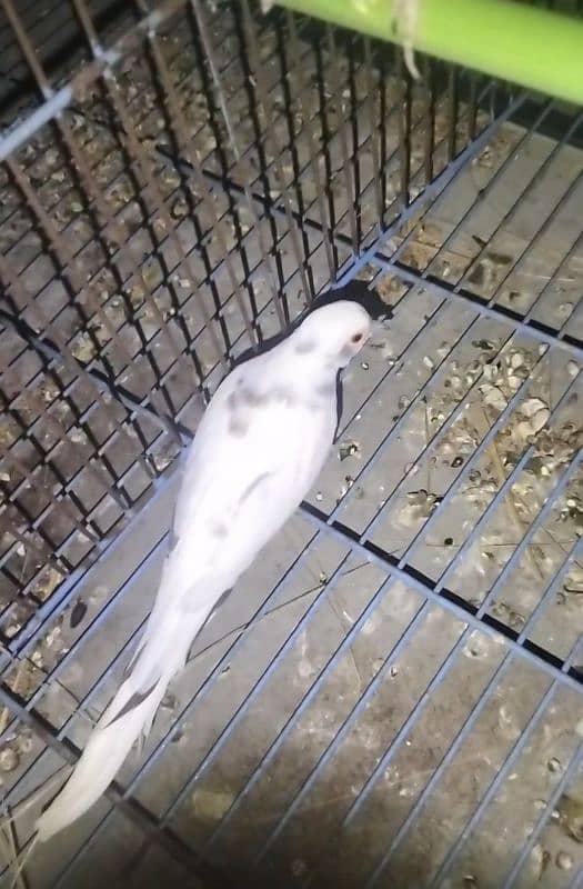 Hand tame Cocktail,Pied dove, Exhibition finch breeder pair 4