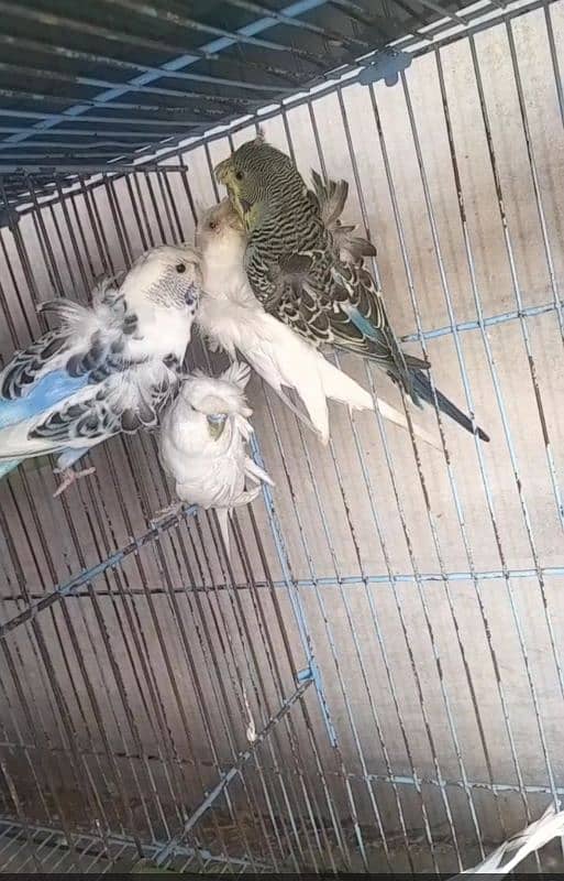 Hand tame Cocktail,Pied dove, Exhibition finch breeder pair 5