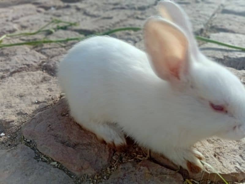 rabbit 0