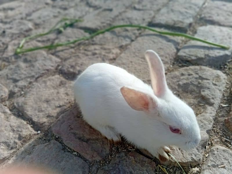 rabbit 1