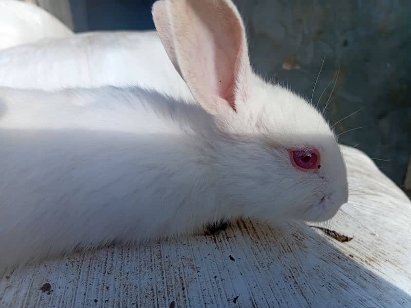 rabbit 2