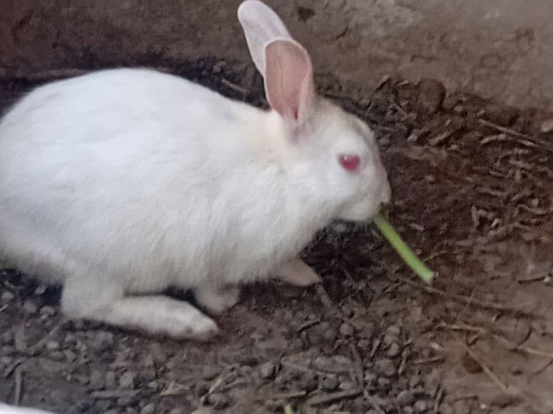 rabbit 4