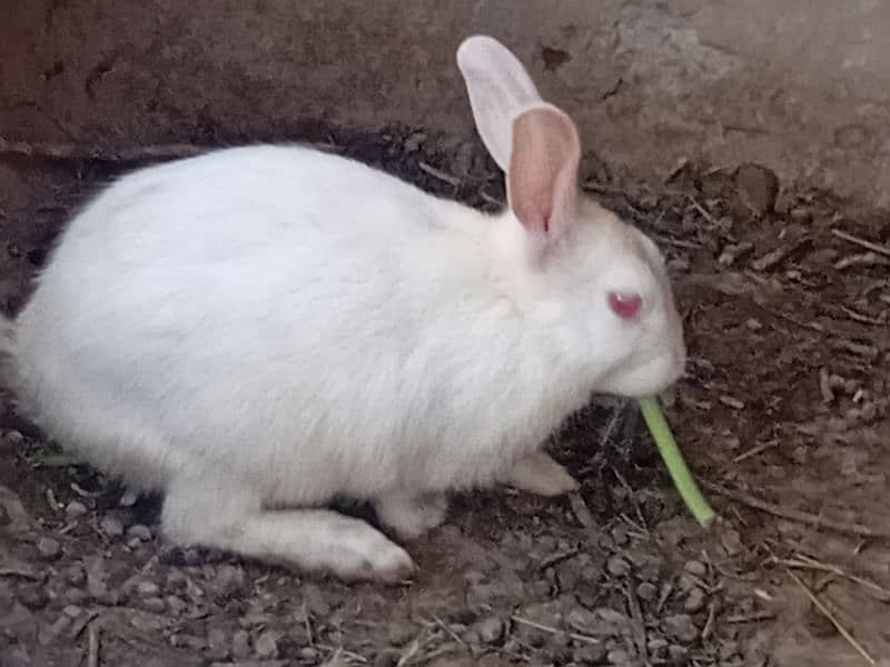 rabbit 5