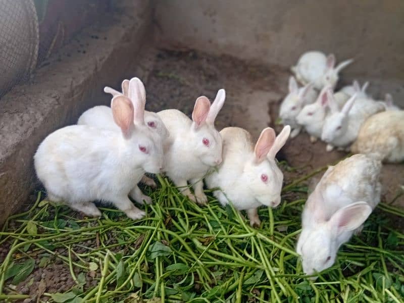 rabbit 6
