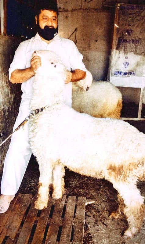 pair of males mundrey for qurbani 0