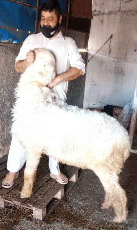 pair of males mundrey for qurbani 2