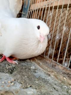 laka kabooter breeder pair