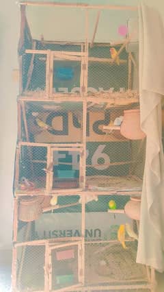 Budgies breeder pairs
