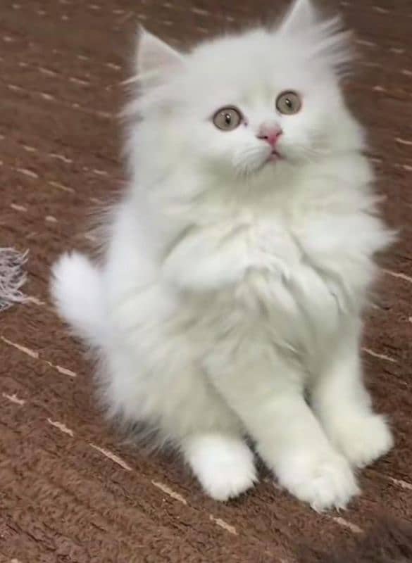 Persian beautiful Cat for sale/0329/70/37/447 my WhatsApp number 0