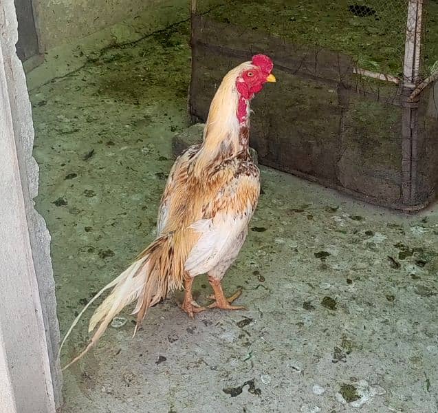 Breeder Aseel murga for sale 0