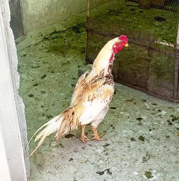 Breeder Aseel murga for sale 1