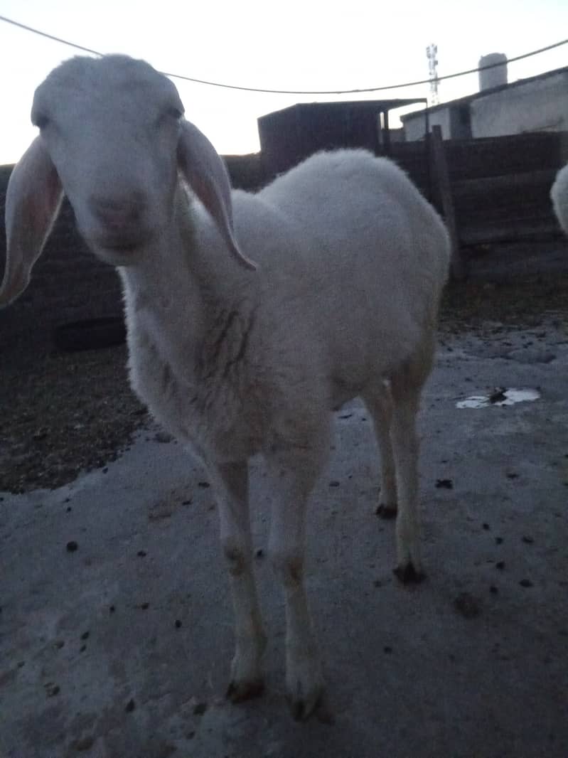 Dumbay for sale different age 1