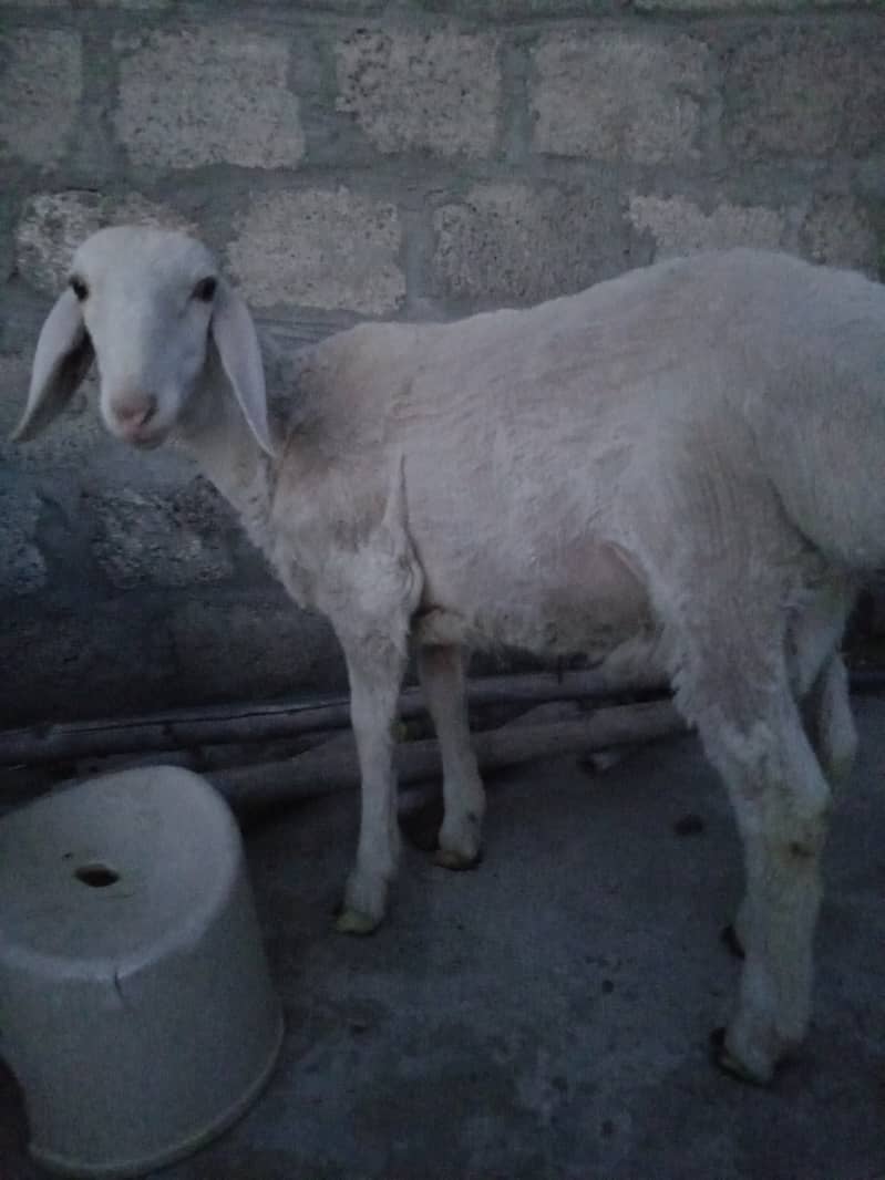 Dumbay for sale different age 2