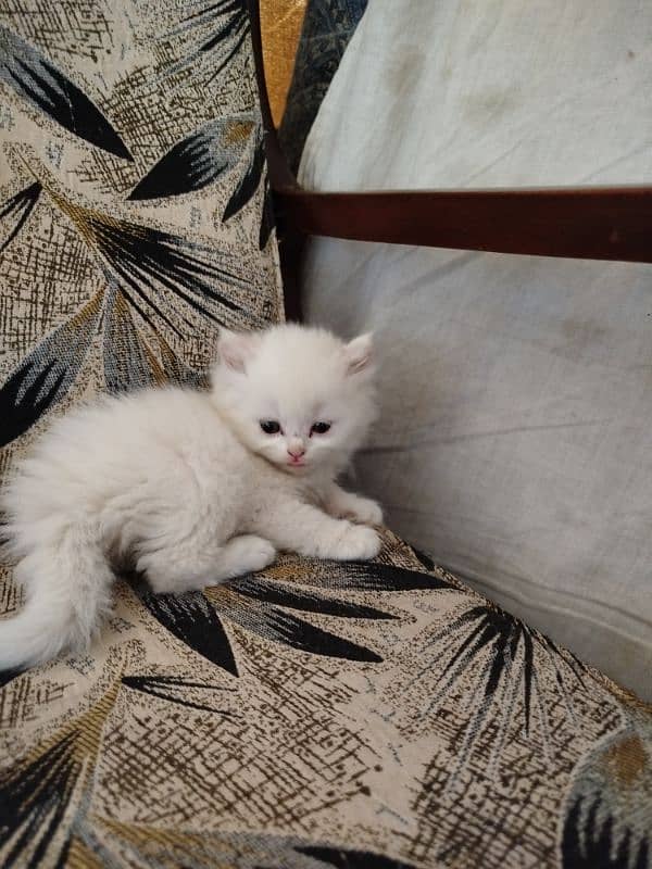 pure Persian kittens fawn female white male 0