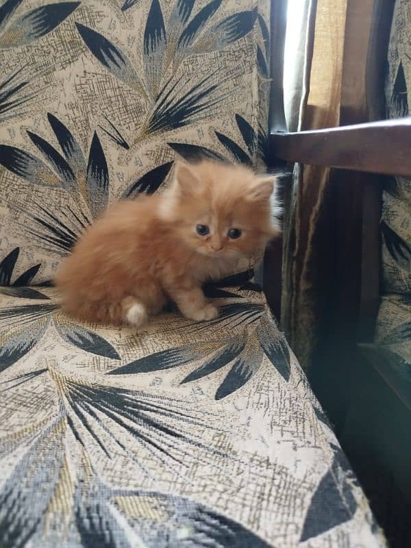 pure Persian kittens fawn female white male 1