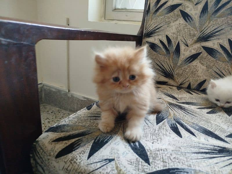 pure Persian kittens fawn female white male 3