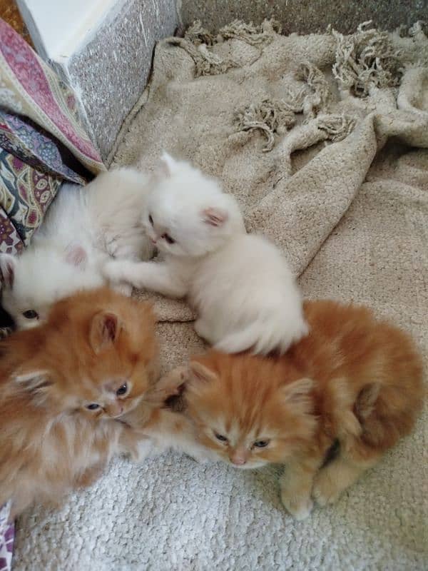 pure Persian kittens fawn female white male 4