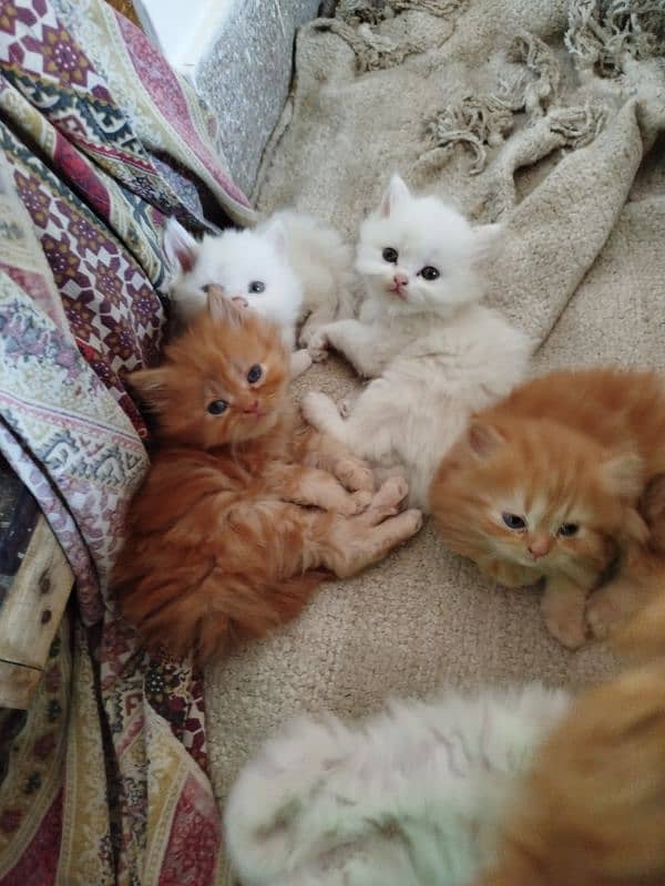 pure Persian kittens fawn female white male 6