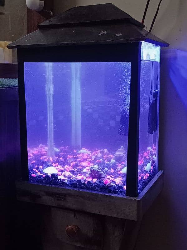 Fish Aquarium for Beginners 1