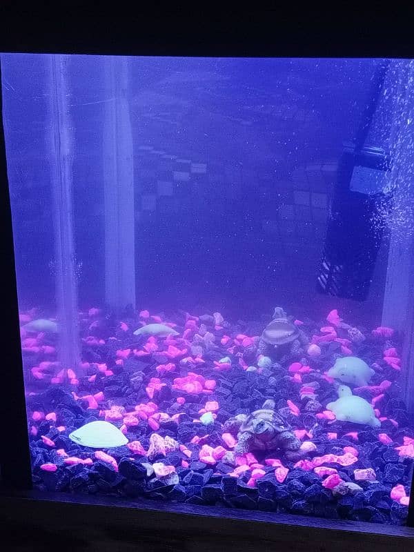 Fish Aquarium for Beginners 2