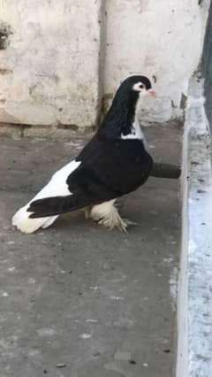 lahori