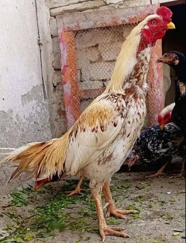 Breeder Aseel murga for sale 2