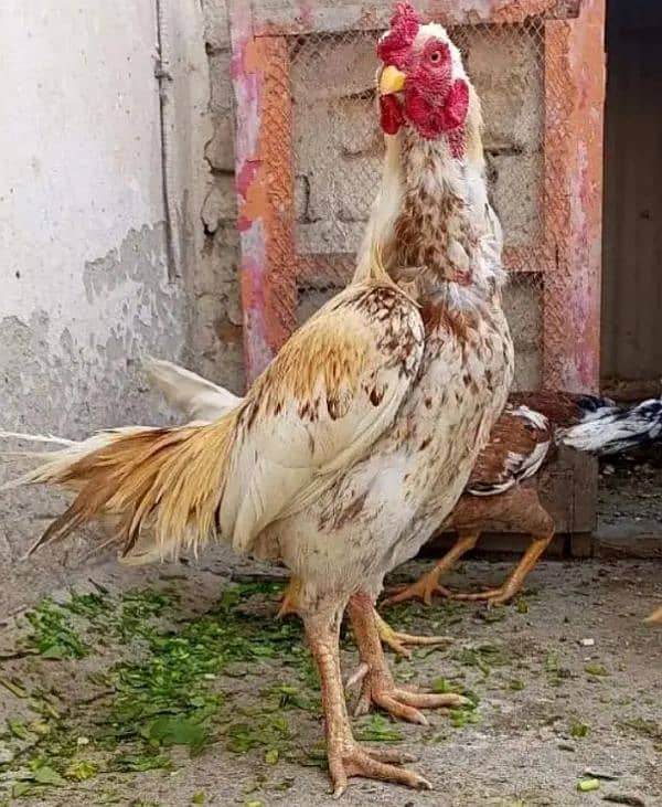Breeder Aseel murga for sale 3