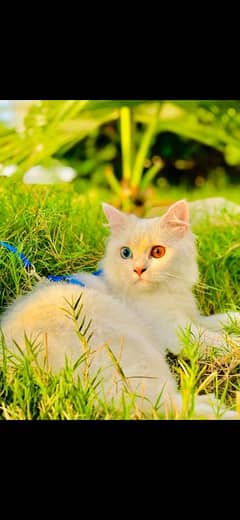 clour eye Persian cat female double caot