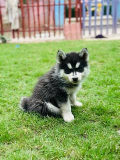 husky puppies available for sale