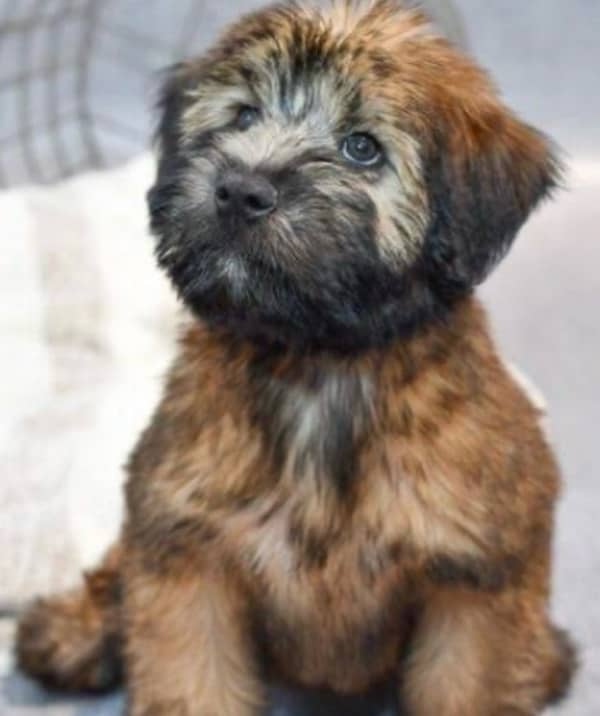 Dog puppy for sell 0