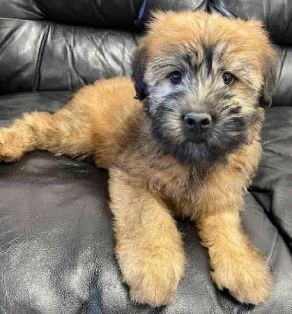 Dog puppy for sell 1