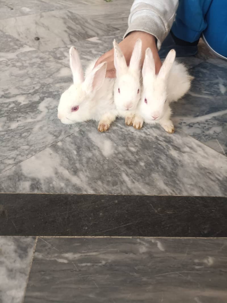 Rabbits for Sale in Iqbal Town Lahore (700) 0