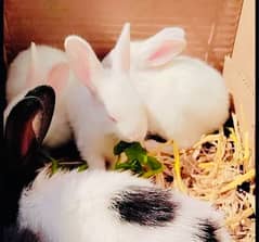 White Red Eyes Bredear Females and Rabbits Bunnies Available