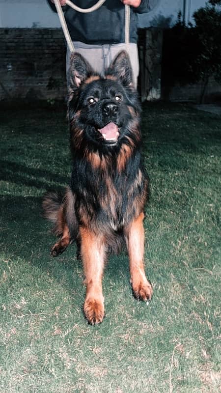 German Shepherd Pedigree KCP Male Stud Available 6