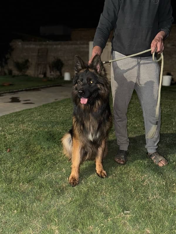 German Shepherd Pedigree KCP Male Stud Available 0