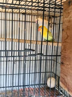 Love bird pair with cage and box > Read add