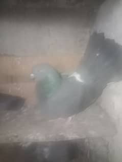 3ooo k sub cal o3oo6402109
