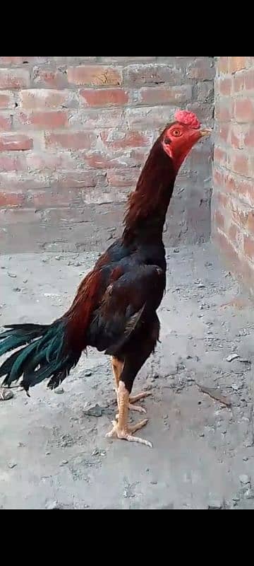 aseel pakistani 0