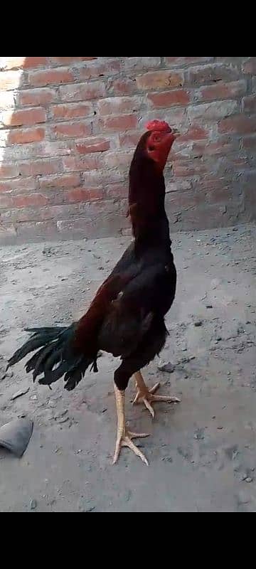aseel pakistani 1