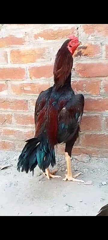 aseel pakistani 2