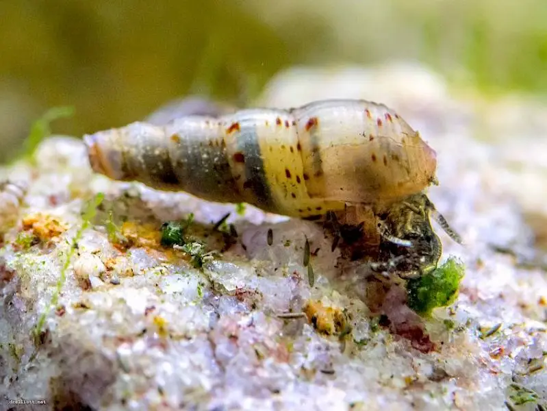 MALAYSIAN TRUMPET SNAIL — photo 3