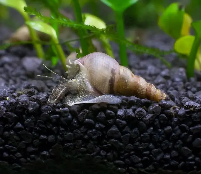 MALAYSIAN TRUMPET SNAIL — photo 4