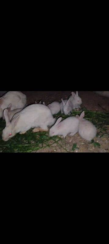 white bunnies for sale. . pair only in 1500. . healthy active h 1