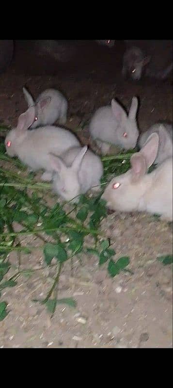 white bunnies for sale. . pair only in 1500. . healthy active h 2