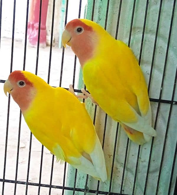 Lutino personata Red Eye Pair 1