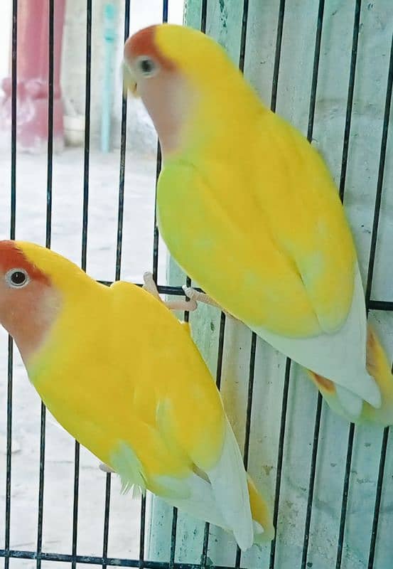 Lutino personata Red Eye Pair 2